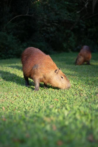 Avatar capybara 10