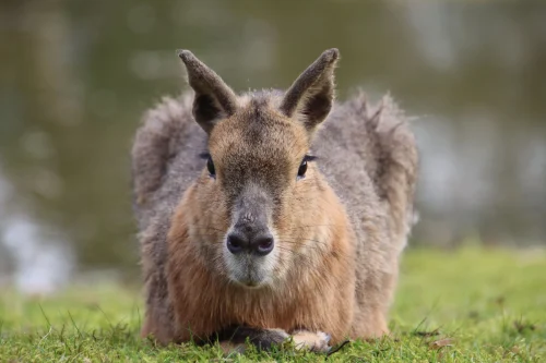 Avatar capybara 11