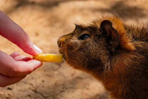Avatar capybara 12