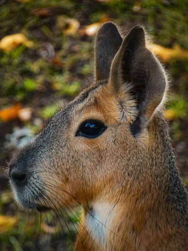 Avatar capybara 13