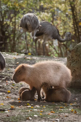Avatar capybara 14