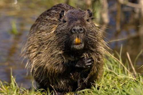Avatar capybara 15