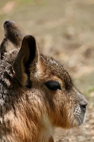 Avatar capybara 16