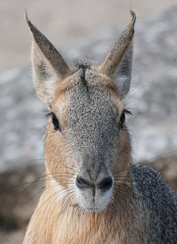 Avatar capybara 17