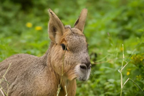Avatar capybara 18