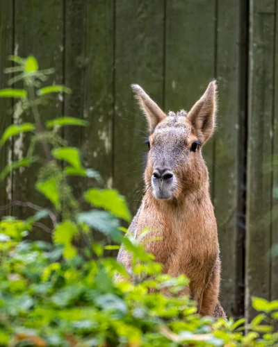 Avatar capybara 19