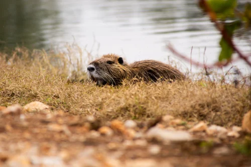 Avatar capybara 20