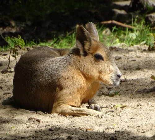 Avatar capybara 21