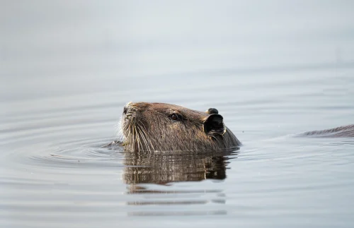 Avatar capybara 22