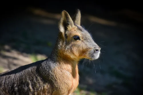 Avatar capybara 23