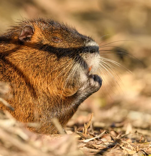 Avatar capybara 24