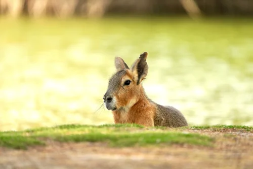 Avatar capybara 25