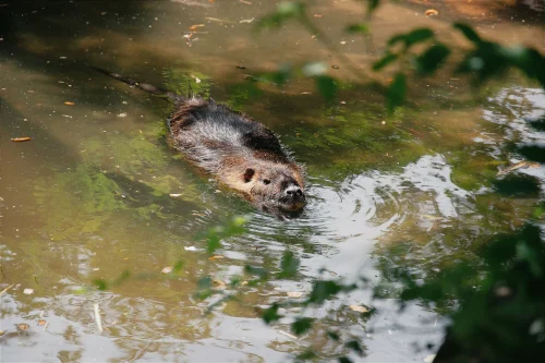 Avatar capybara 26