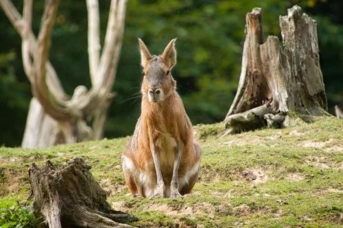 Avatar capybara 27