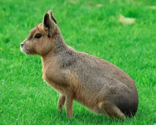 Avatar capybara 28