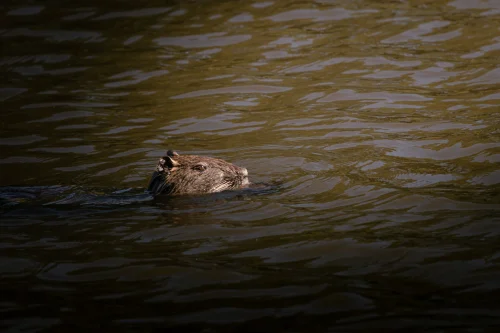 Avatar capybara 29