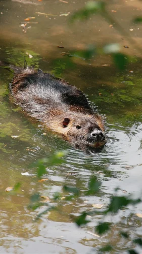 Avatar capybara 30