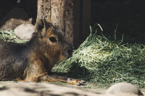 Avatar capybara 31