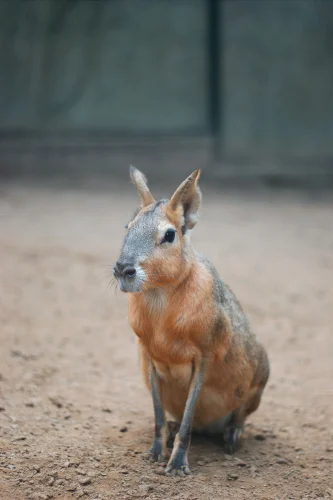 Avatar capybara 32