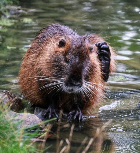 Avatar capybara 33