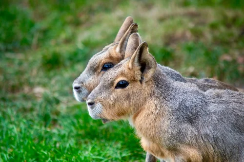 Avatar capybara 34