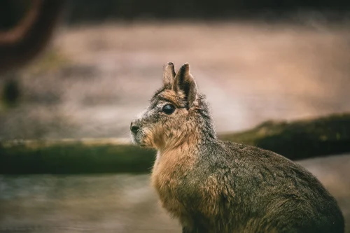 Avatar capybara 35