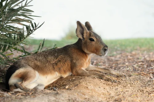 Avatar capybara 36