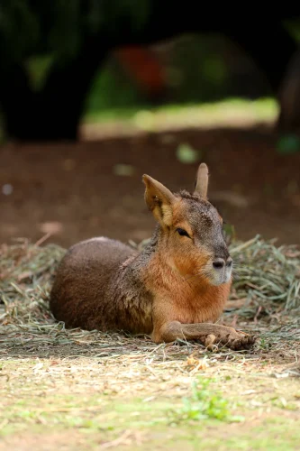 Avatar capybara 37