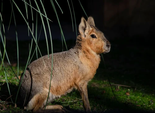 Avatar capybara 38