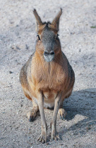 Avatar capybara 39