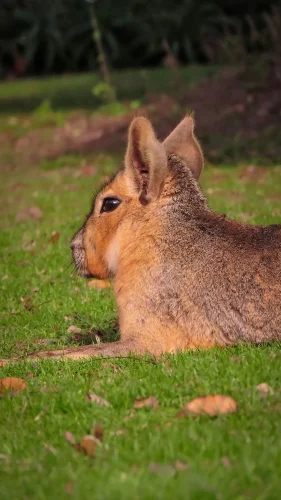 Avatar capybara 40