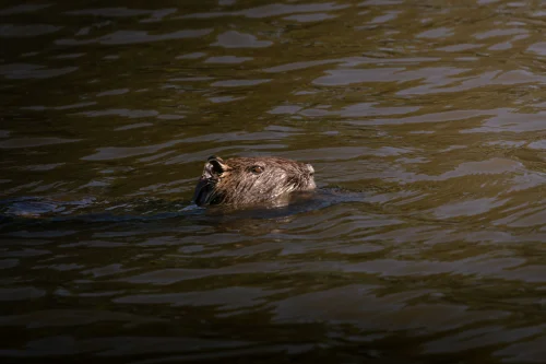 Avatar capybara 41