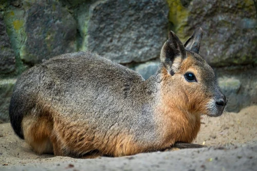 Avatar capybara 42