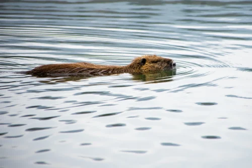 Avatar capybara 43
