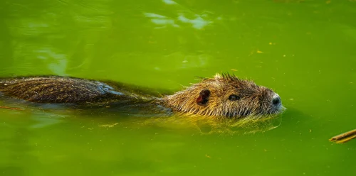 Avatar capybara 44