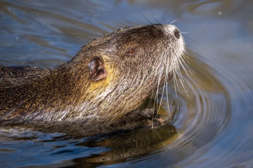Avatar capybara 45