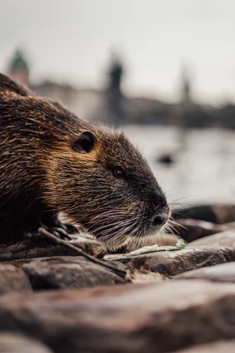 Avatar capybara 46