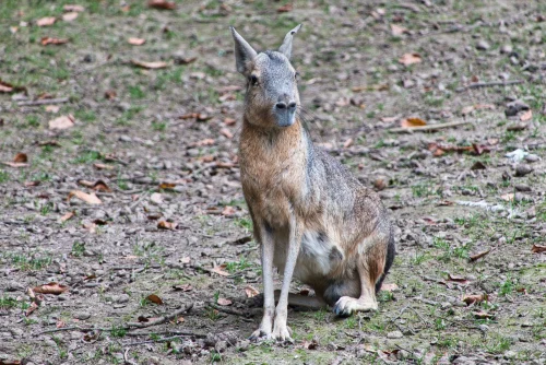Avatar capybara 47