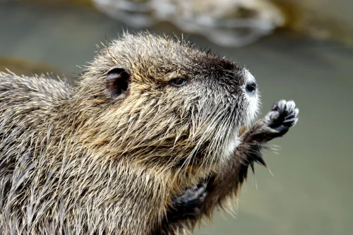 Avatar capybara 48