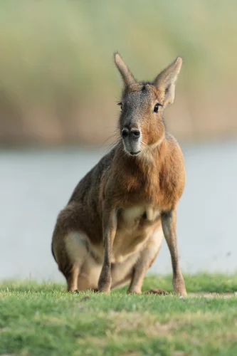 Avatar capybara 49
