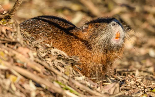 Avatar capybara 50