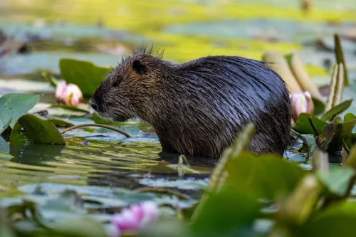 Avatar capybara 51