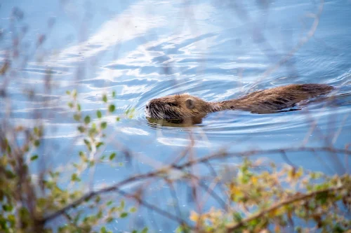 Avatar capybara 52