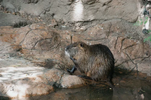 Avatar capybara 53