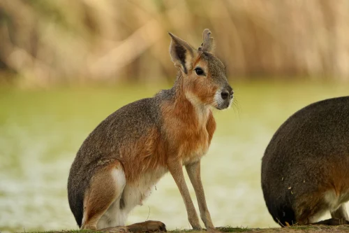 Avatar capybara 54