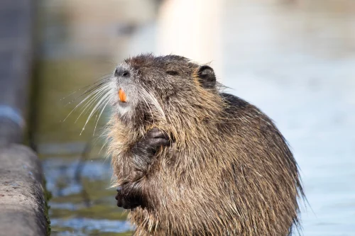 Avatar capybara 55
