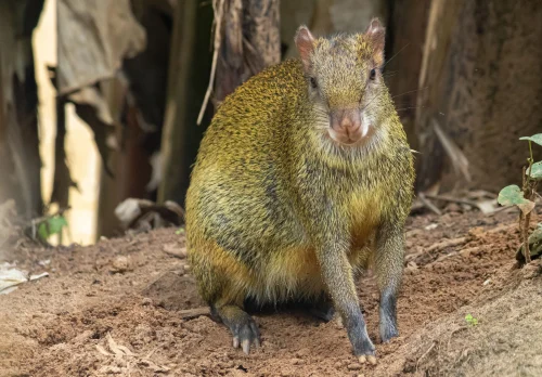 Avatar capybara 56