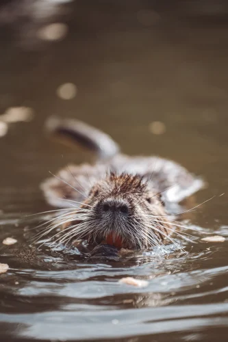 Avatar capybara 57