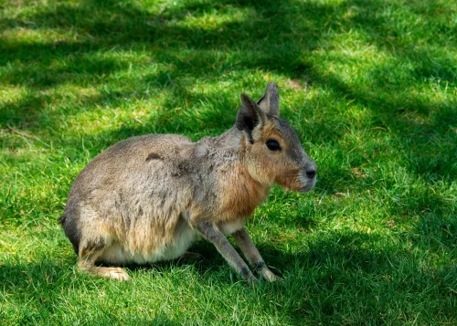 Avatar capybara 58