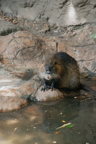 Avatar capybara 59